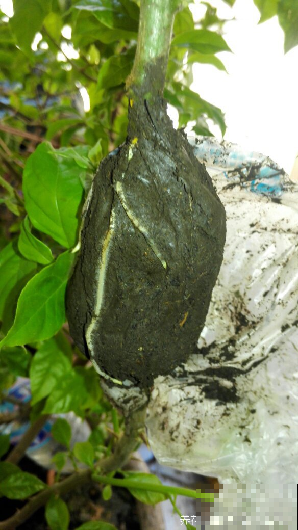 想要花满阳台就用这三个方法，轻松拥有满阳台，开爆阳台！