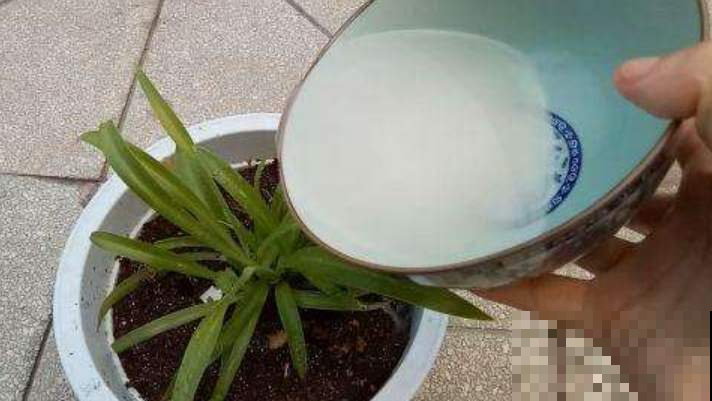 即将度夏成功？别让花毁在秋老虎手里，不然有你后悔的！