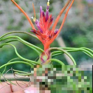 这花不用种土里，隔三差五喷点水，能活20年！