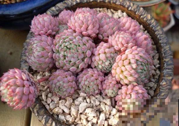 这5种多肉最难养，夏天还没过完就挂，新手慎入！