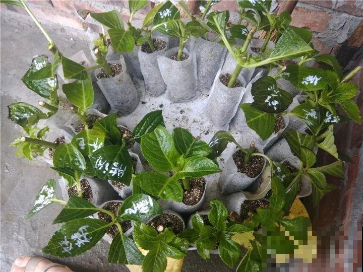 现在扦插最好活，这8种花，插多少活多少！