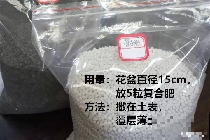 9月快上壮花肥，10天撒一把，新芽蹭蹭往外长！