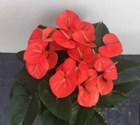 这花耐阴又吉祥，一片叶子巴掌大，比绿萝耐看多了！
