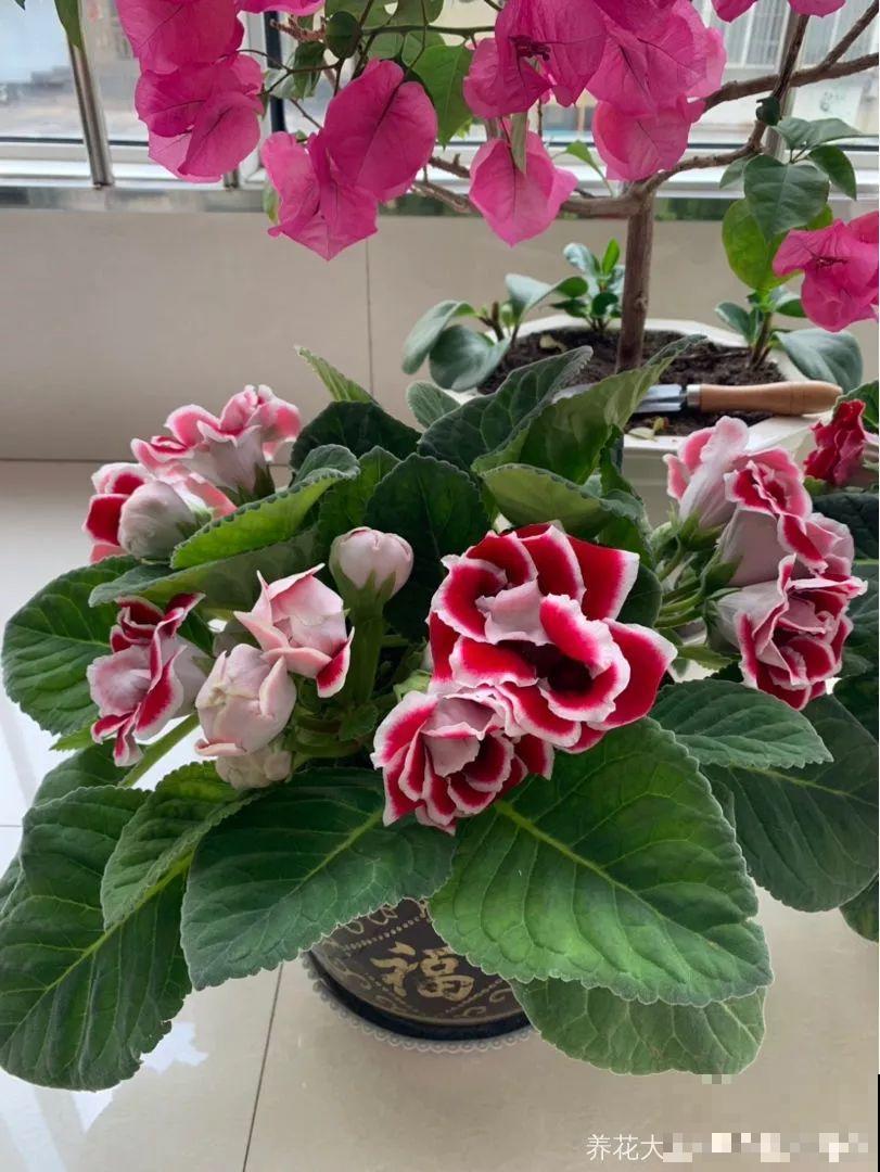 这花超耐阴，1片叶子扦插8盆，开起花来就没停过！