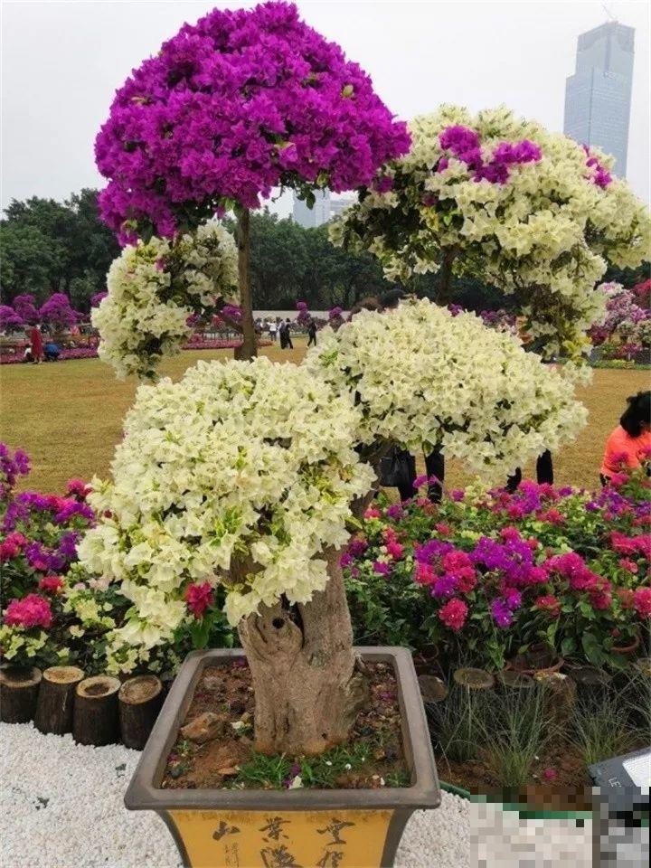 这8种花，拿棍子一绑凹个造型，身价嗖嗖往上翻！