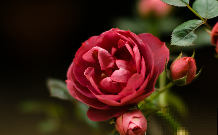 这6种花，养在家里不仅颜值高，一开花满屋飘香！