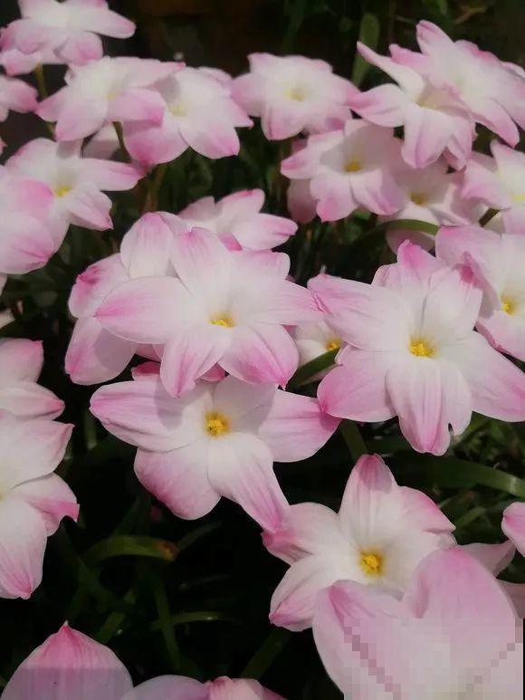 扔在门口的“韭菜”，竟然开出小百合，这花也太低调了！