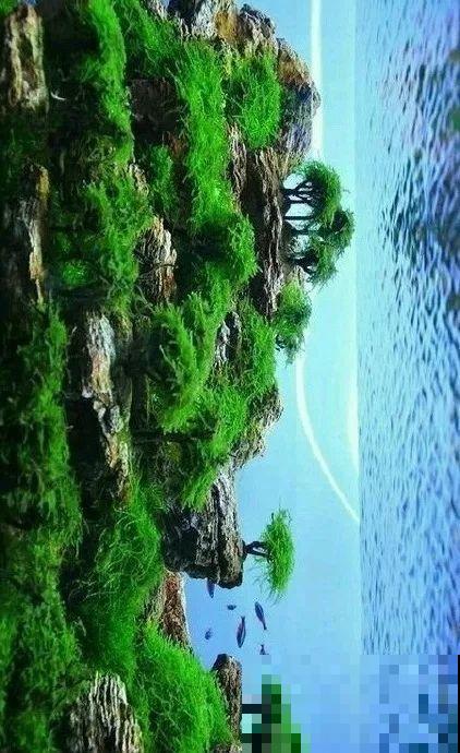 夏天就得养它，扔水里长一缸，7天美成一幅画！