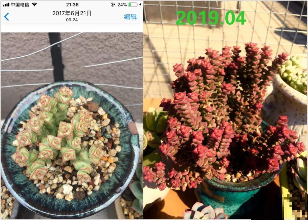 养了两年的多肉，都变成了胖胖的肉墩子，堪称“整容史”！