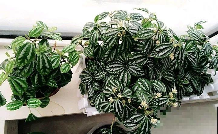 80种耐阴花，光线不好照样养的活，新手的救星！