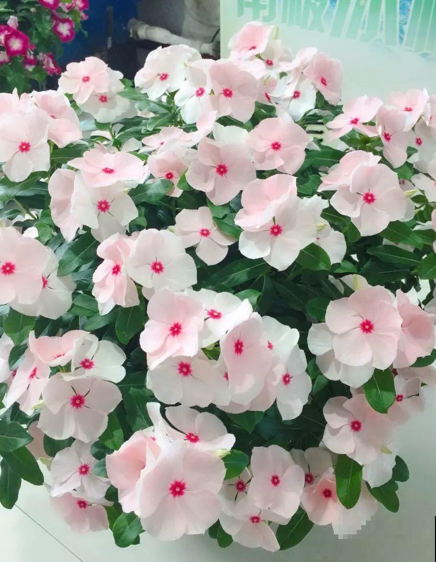 家里这20种花，只管浇水晒太阳，开花多到你嫌烦！