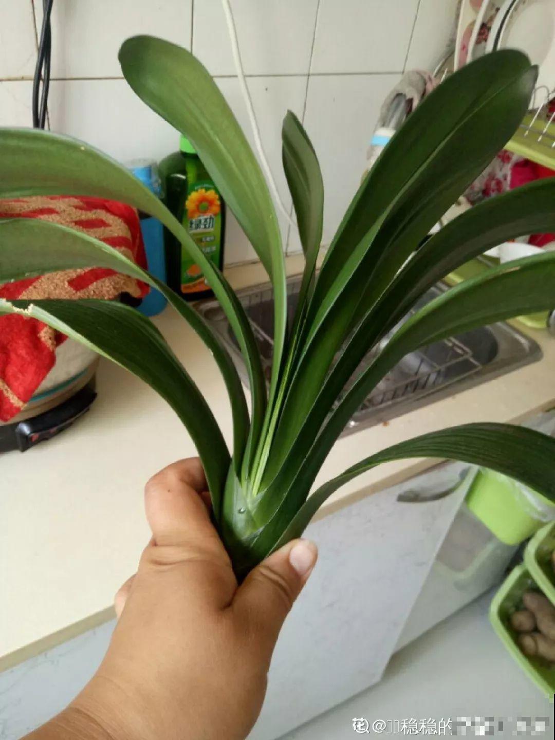 家里有这8种花，现在最容易死，别乱浇水！