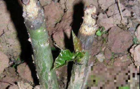 秋天养花就选它，花期长达8个月，剪根枝条半月就生根！