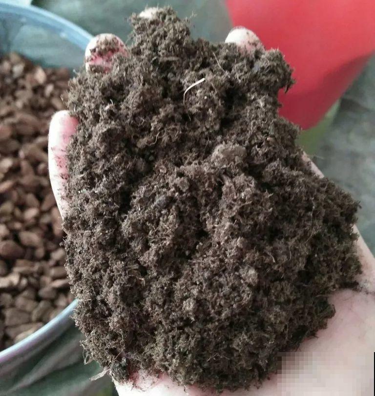 多肉即将睡醒，“大餐”备好了没？不花钱的肥料有的是！