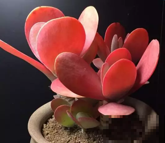 这盆栽原来叫这名，叶子红的像火苗，比花好看百倍！
