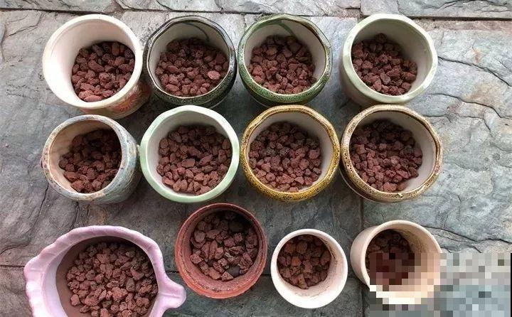 多肉养护大总结，这7点学会了，啥肉都能养得活！