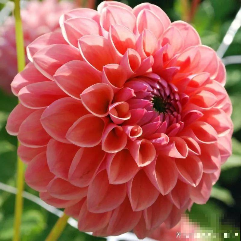 6种大型花，花苞直径20公分，摆家里太大气！