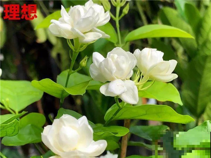 这10种花，年年收空盆，没点经验还真不敢养！