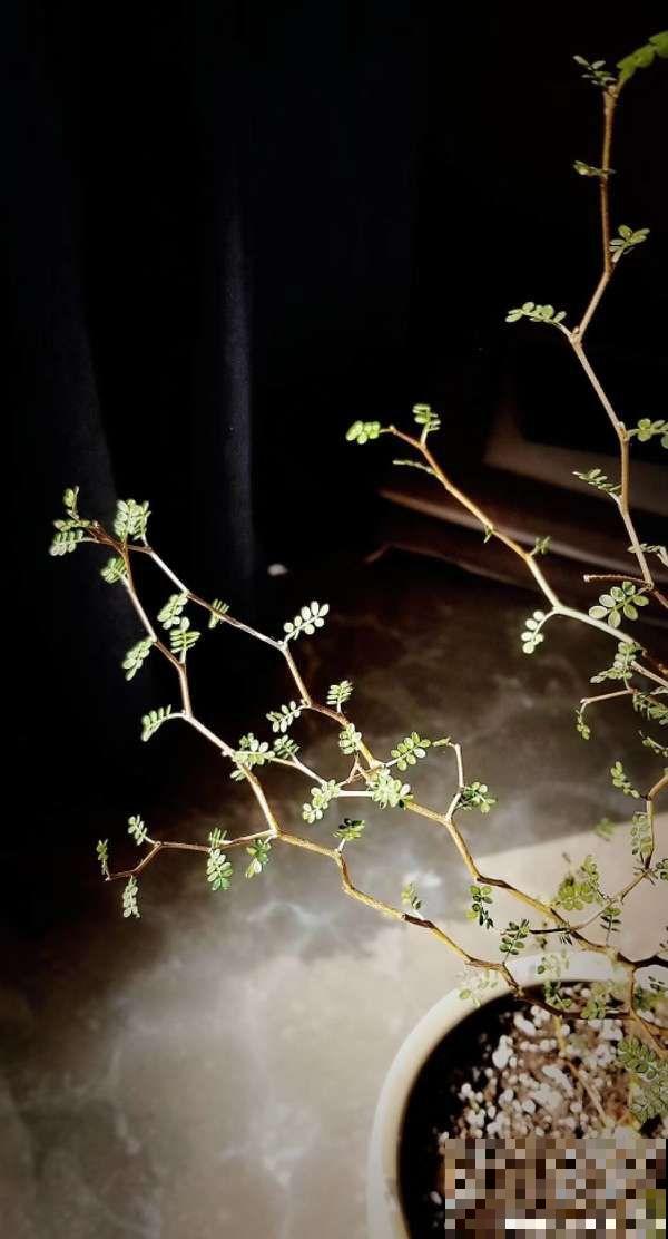 9种新晋网红绿植，摆家里提档次，邻居看了都眼馋！