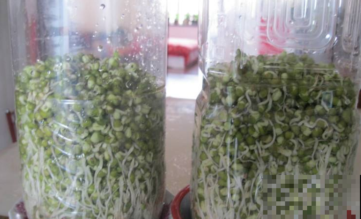 想吃豆芽？雪碧瓶就能做，方便省钱，不用一周就搞定！