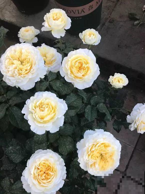 这花一年能开8个月，开完剪，剪完开，养花人都爱它！