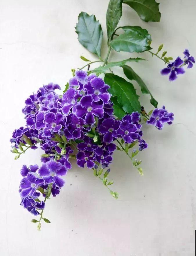 这花长得像大虾，看着就很有食欲，可在东北人这都是“苞米”！