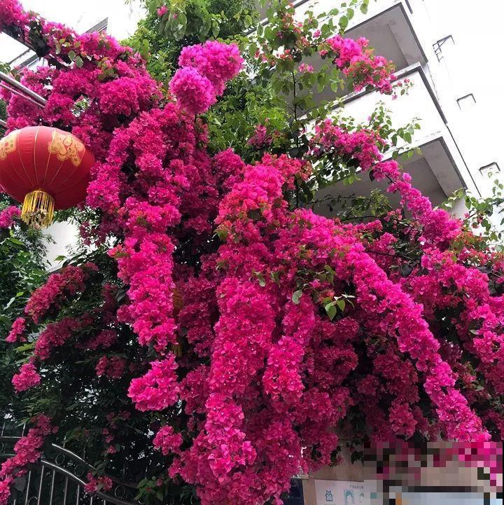 这花就要种在大门口，霸气上档次，能开出头一条花路！