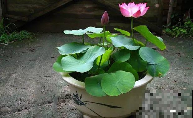 这花就得多喝水，1天1瓢水，轻轻松松养爆盆！