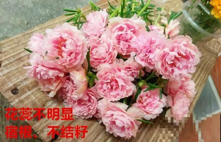 死不了的花，一开就是大半年，切碎扔土里就活！