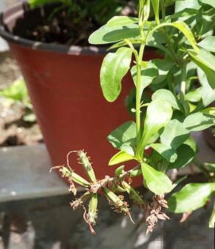 这花太能长，5年生了10麻袋，送人都送不完完！