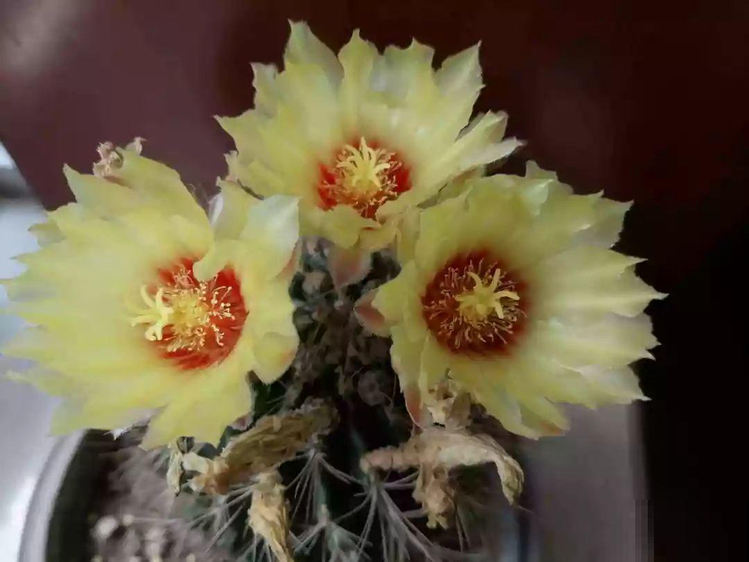 仙人球开花秘籍，适当懒一点，颜色艳丽个头比拳大！