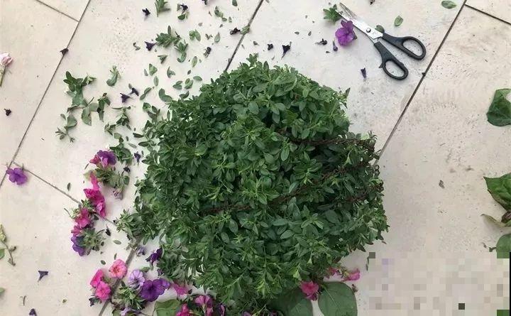 3种花开败了别等，赶紧剪一刀，下个月还能接着开！