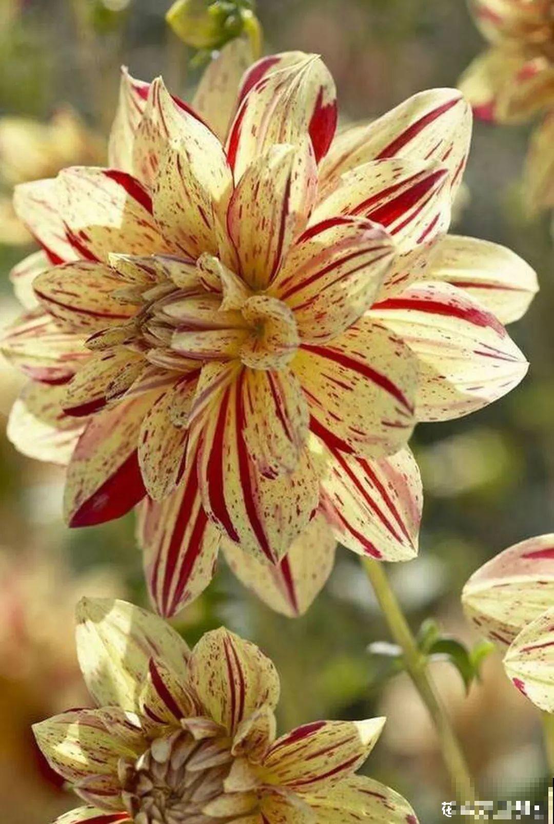 6种大型花，花苞直径20公分，摆家里太大气！
