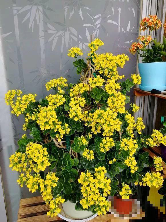 入秋就养这种花，剪一刀满头冒花苞，一开大半年！