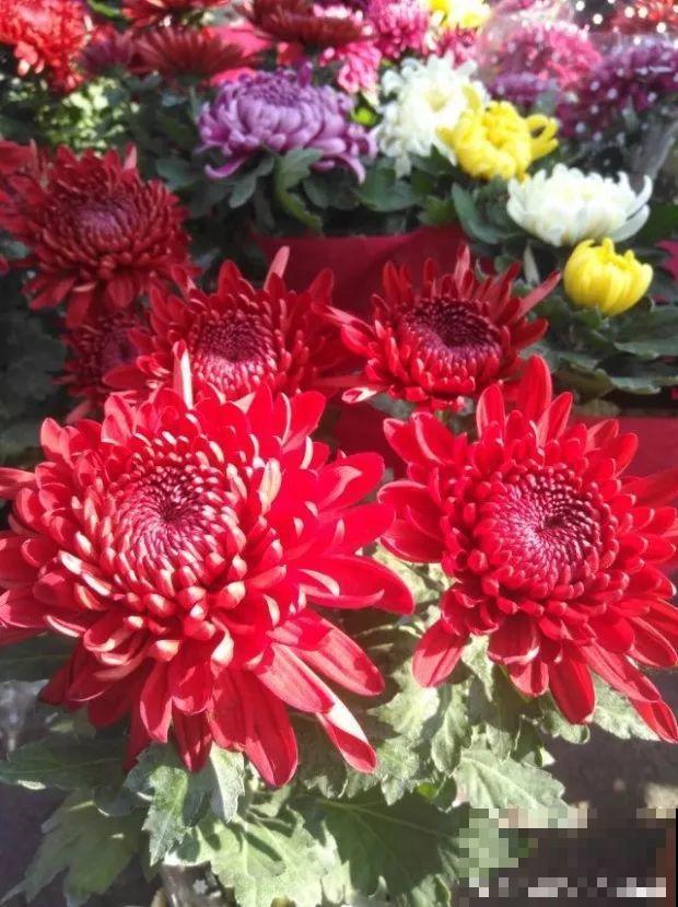 9月快上壮花肥，10天撒一把，新芽蹭蹭往外长！