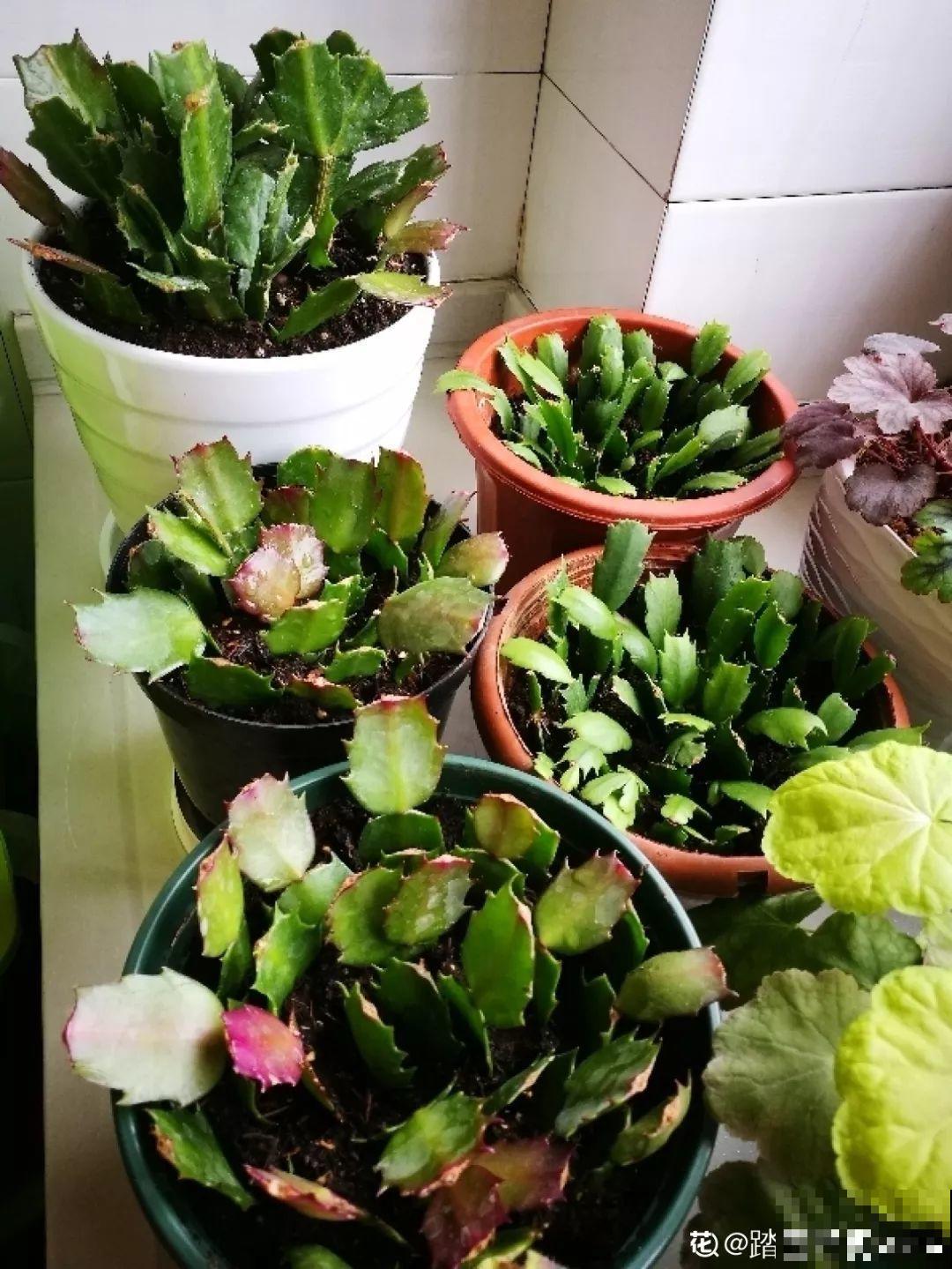 现在扦插最好活，这8种花，插多少活多少！