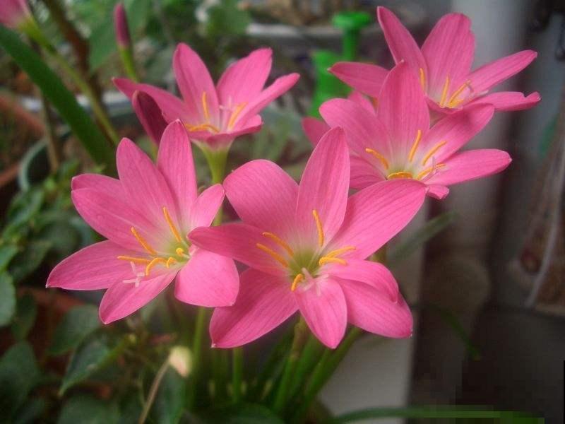 这花没开前像杂草，淋场雨就开花，美成小百合！