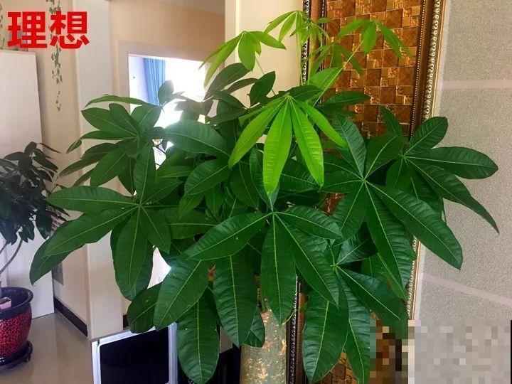 这10种花，年年收空盆，没点经验还真不敢养！