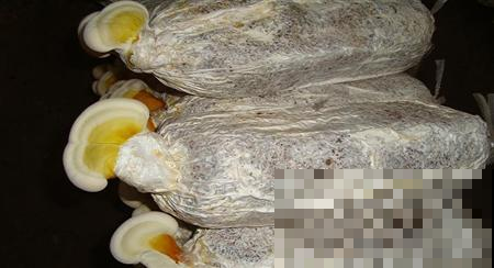 他在家捣鼓半个月，阳台长满肉乎乎的大灵芝，邻居馋得眼红！