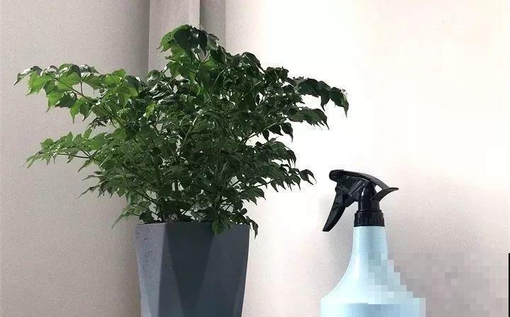 80种耐阴花，光线不好照样养的活，新手的救星！