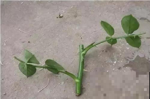 花原来也爱吃糖？闲着没事喂它点，发了疯一样窜到房顶！