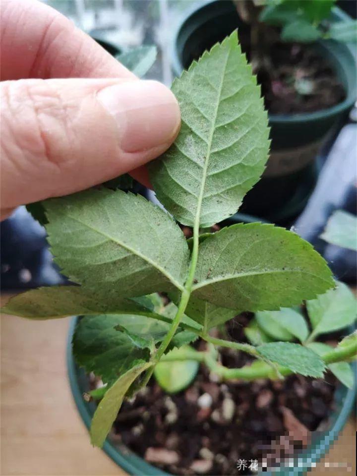 梅雨季节，正是扦插好时候，来年都不用买花了！
