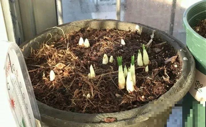 这花不挑地方，南北方都能养，沾土就活，浇点水就开爆！