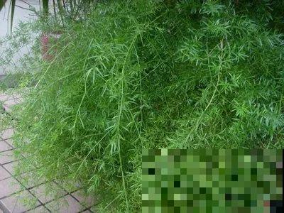 这5种花，剪根枝条就能长，半年收获一盆小豆豆！