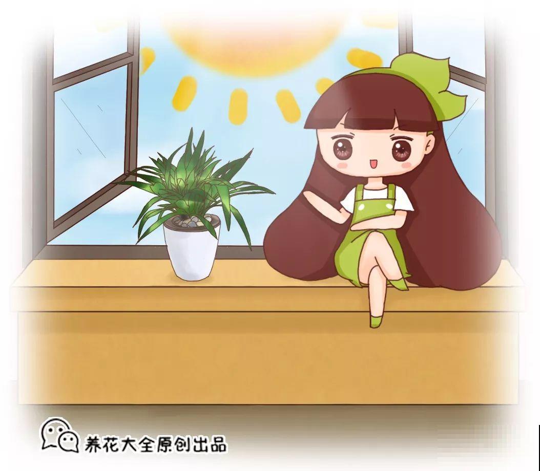 三伏后还有秋老虎，6种花不能乱晒，小心黄叶全死翘！