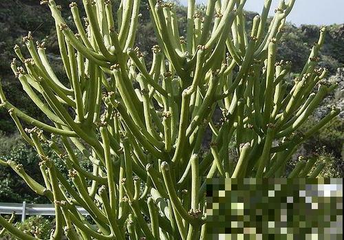 这几种花虽然长得丑，但还是有很多人喜欢养，到底差在哪？