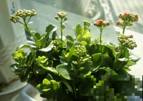 长寿花也分公母？那为啥我家的都不开花，扎心了！