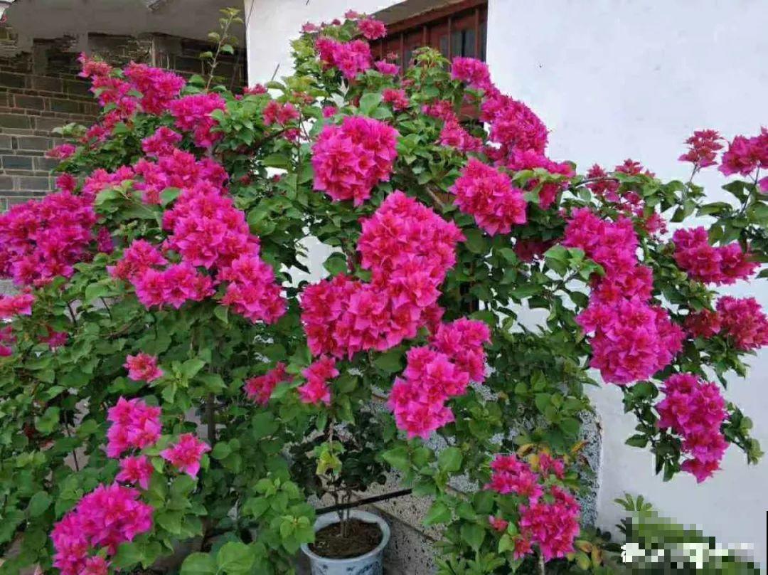 这3种花越是虐待越是长得好，新手也能养！