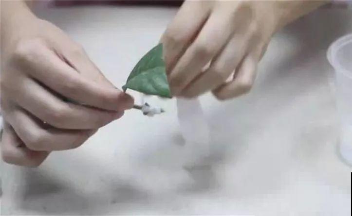 养花不生根？赶紧塞团卫生纸，大白根蹭蹭冒！