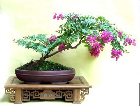 没人要的路边花，他搬回家养成宝，现在谁看了都想要！
